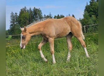 Caballo cuarto de milla, Yegua, , 152 cm, Palomino