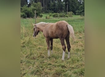 Caballo cuarto de milla, Yegua, Potro (03/2025), 152 cm, Palomino