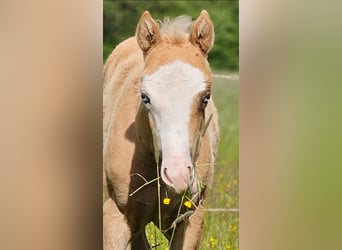 Caballo cuarto de milla, Yegua, , 152 cm, Palomino