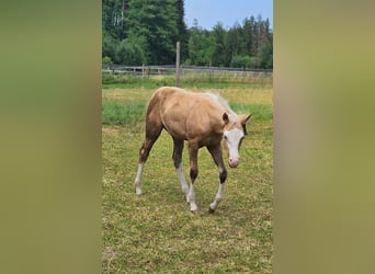 Caballo cuarto de milla, Yegua, Potro (03/2025), 152 cm, Palomino