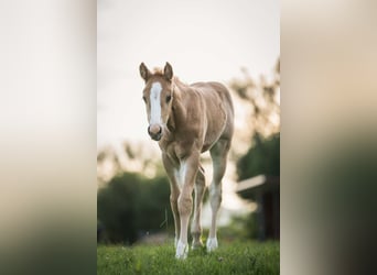 Caballo cuarto de milla, Yegua, Potro (04/2026), 153 cm, Palomino
