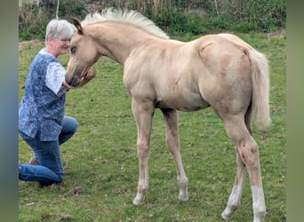 Caballo cuarto de milla, Yegua, Potro (05/2025), 153 cm, Palomino