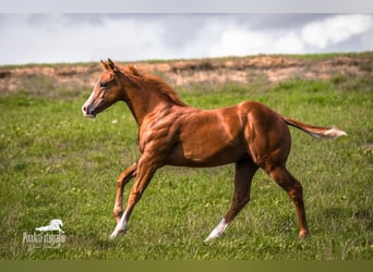 Caballo cuarto de milla, Yegua, Potro (05/2026), 154 cm, Alazán-tostado