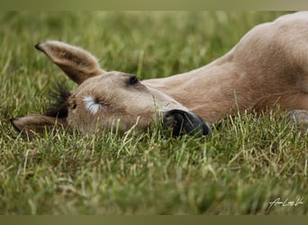 Caballo cuarto de milla, Yegua, Potro (04/2025), 155 cm, Buckskin/Bayo