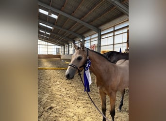 Caballo cuarto de milla, Yegua, Potro (04/2025), 155 cm, Buckskin/Bayo