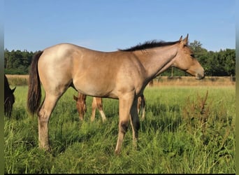 Caballo cuarto de milla, Yegua, Potro (04/2026), 155 cm, Castaño-ruano
