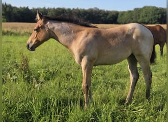Caballo cuarto de milla, Yegua, Potro (04/2026), 155 cm, Castaño-ruano