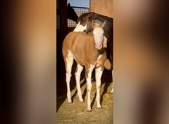 Caballo cuarto de milla, Yegua, Potro (01/2026), 163 cm, Palomino
