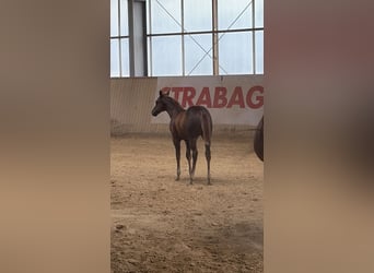 Caballo cuarto de milla, Yegua, Potro (04/2026), Alazán
