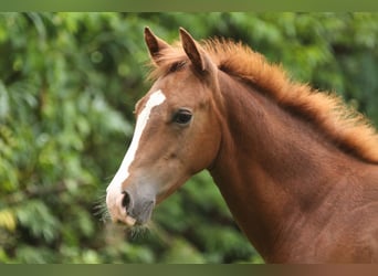 Caballo cuarto de milla, Yegua, Potro (05/2026), Alazán-tostado