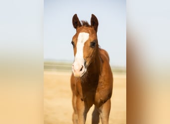 Caballo cuarto de milla, Yegua, Potro (01/2026), Alazán-tostado