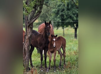 Caballo cuarto de milla, Yegua, Potro (03/2025), Alazán-tostado