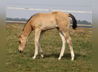 Caballo cuarto de milla, Yegua, Potro (02/2026), Buckskin/Bayo