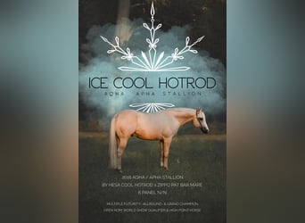 Caballo cuarto de milla, Yegua, Potro (02/2026), Buckskin/Bayo