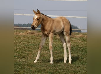 Caballo cuarto de milla, Yegua, Potro (02/2026), Buckskin/Bayo