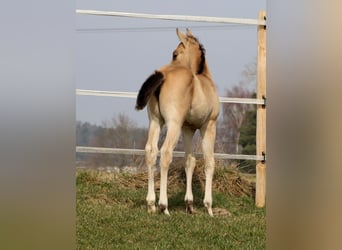 Caballo cuarto de milla, Yegua, Potro (02/2026), Buckskin/Bayo