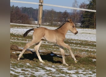 Caballo cuarto de milla, Yegua, Potro (02/2026), Buckskin/Bayo