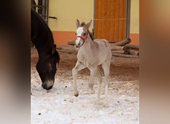 Caballo cuarto de milla, Yegua, Potro (01/2026), Buckskin/Bayo