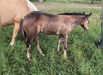 Caballo cuarto de milla, Yegua, Potro (06/2025), Buckskin/Bayo