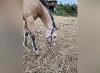 Caballo cuarto de milla, Yegua, Potro (03/2026), Buckskin/Bayo