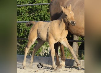 Caballo cuarto de milla, Yegua, Potro (05/2026), Buckskin/Bayo