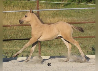 Caballo cuarto de milla, Yegua, Potro (05/2026), Buckskin/Bayo