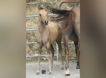 Caballo cuarto de milla, Yegua, Potro (05/2026), Buckskin/Bayo