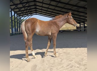 Caballo cuarto de milla, Yegua, Potro (03/2026), Ruano alazán