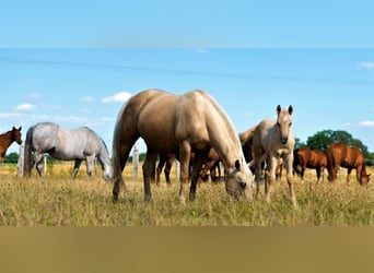 Caballo cuarto de milla, Yegua, 