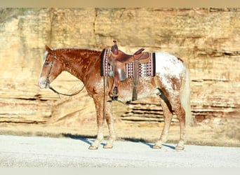 Caballo ""Curly"" Mestizo, Caballo castrado, 10 años, 163 cm, Alazán rojizo