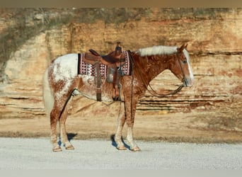 Caballo ""Curly"" Mestizo, Caballo castrado, 11 años, 163 cm, Alazán rojizo