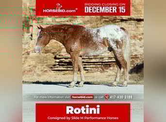 Caballo ""Curly"" Mestizo, Caballo castrado, 11 años, 163 cm