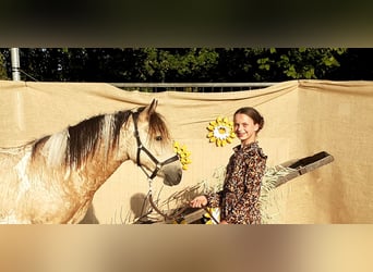 Caballo ""Curly"", Caballo castrado, 2 años, 142 cm, Bayo
