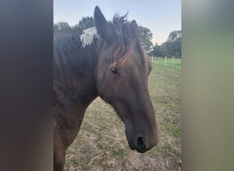 Caballo ""Curly"", Caballo castrado, 3 años, 150 cm, Tobiano-todas las-capas