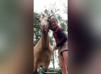 Caballo ""Curly"", Caballo castrado, 3 años, 152 cm, Bayo