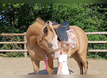 Caballo ""Curly"", Caballo castrado, 3 años, 152 cm, Bayo