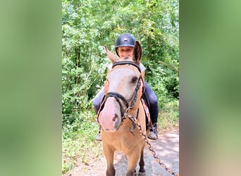Caballo ""Curly"", Caballo castrado, 3 años, 152 cm, Bayo