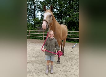 Caballo ""Curly"", Caballo castrado, 3 años, 152 cm, Bayo