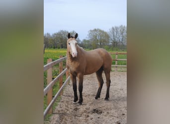 Caballo ""Curly"", Caballo castrado, 3 años, 152 cm, Buckskin/Bayo