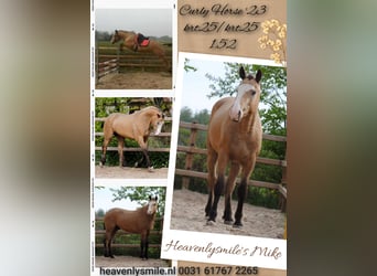 Caballo ""Curly"", Caballo castrado, 3 años, 152 cm
