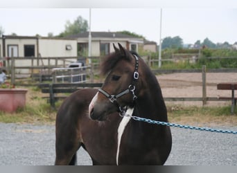 Caballo ""Curly"", Caballo castrado, 4 años, 125 cm, Pío