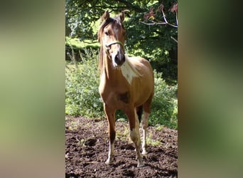 Caballo ""Curly"", Caballo castrado, 4 años, 146 cm