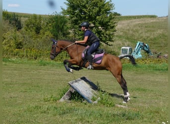 Caballo ""Curly"", Caballo castrado, 5 años, 150 cm, Castaño