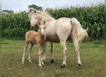 Caballo ""Curly"", Caballo castrado, 7 años, 135 cm, Palomino