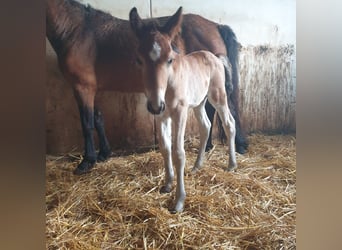 Caballo ""Curly"", Caballo castrado, , 140 cm, Castaño