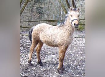 Caballo ""Curly"", Semental, 1 año, 145 cm, Buckskin/Bayo