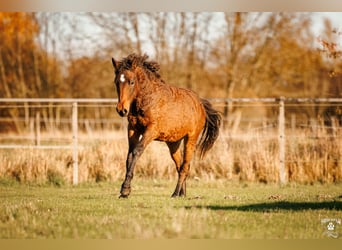 Caballo ""Curly"", Semental, 1 año, 154 cm, Castaño