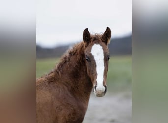Caballo ""Curly"", Semental, 1 año, 160 cm, Alazán-tostado