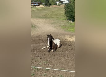 Caballo ""Curly"", Semental, 1 año, 160 cm, Tobiano-todas las-capas