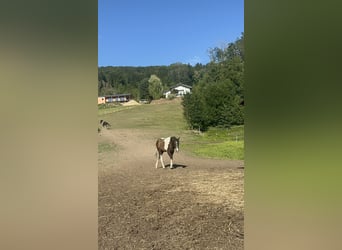 Caballo ""Curly"", Semental, 1 año, 160 cm, Tobiano-todas las-capas